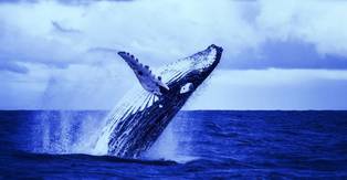 یک نهنگ به تنهایی 333 میلیون دلار بیت کوین را جا به جا کرد